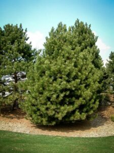 Сосна Чёрная (Pinus Nigra) купить по цене от 270.00р. в интернет-магазине «Посадика» с доставкой почтой в в Далматовое и по всей России – [изображение №1].