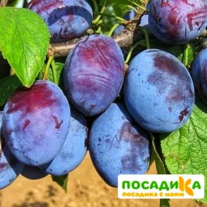 Слива Чачакская ранняя купить по цене от 229.00р. в интернет-магазине «Посадика» с доставкой почтой в в Далматовое и по всей России – [изображение №1].