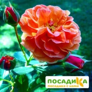 Роза Арабия купить по цене от 350.00р. в интернет-магазине «Посадика» с доставкой почтой в в Далматовое и по всей России – [изображение №1].