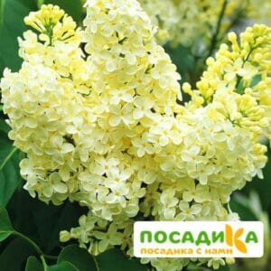 Сирень Примроуз (Primrose) купить по цене от 529.00р. в интернет-магазине «Посадика» с доставкой почтой в в Далматовое и по всей России – [изображение №1].