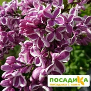 Сирень Сенсация купить по цене от 529.00р. в интернет-магазине «Посадика» с доставкой почтой в в Далматовое и по всей России – [изображение №1].