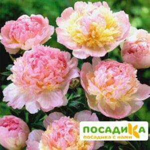 Пион Распберри Сандей (Paeonia Raspberry Sundae) купить по цене от 959р. в интернет-магазине «Посадика» с доставкой почтой в в Далматовое и по всей России – [изображение №1].