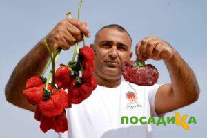 Клубника Гигант Джорнея купить по цене от 266р. в интернет-магазине «Посадика» с доставкой почтой в в Далматовое и по всей России – [изображение №1].