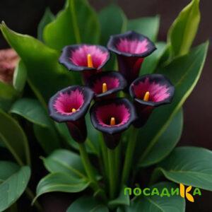 Калла Аура Лейс купить по цене от 400р. в интернет-магазине «Посадика» с доставкой почтой в в Далматовое и по всей России – [изображение №1].