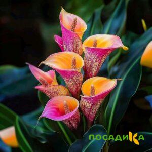 Калла Оникс купить по цене от 450р. в интернет-магазине «Посадика» с доставкой почтой в в Далматовое и по всей России – [изображение №1].