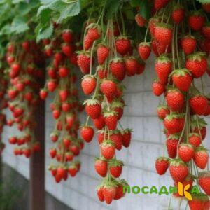 Клубника вьющаяся Комплимент купить по цене от 470р. в интернет-магазине «Посадика» с доставкой почтой в в Далматовое и по всей России – [изображение №1].