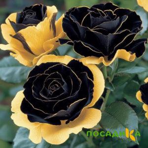 Роза Ханни Сикл купить по цене от 700р. в интернет-магазине «Посадика» с доставкой почтой в в Далматовое и по всей России – [изображение №1].