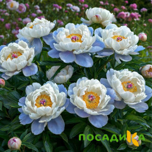 Пион акварельный Этюд купить по цене от 806р. в интернет-магазине «Посадика» с доставкой почтой в в Далматовое и по всей России – [изображение №1].