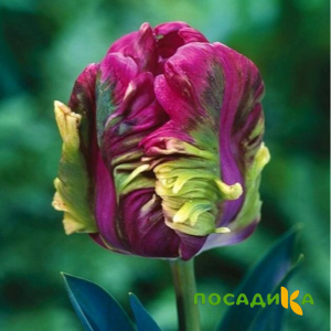 Тюльпан Экзотик Хэвен купить по цене от 186р. в интернет-магазине «Посадика» с доставкой почтой в в Далматовое и по всей России – [изображение №1].